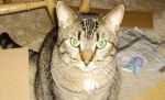 Cats american short hair 